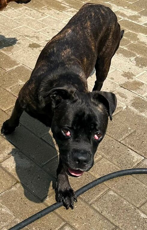 5389182  in regalo CANE METICCIO