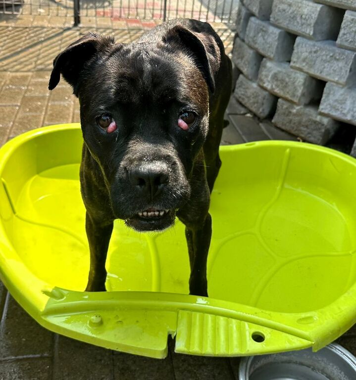 5389183  in regalo CANE METICCIO