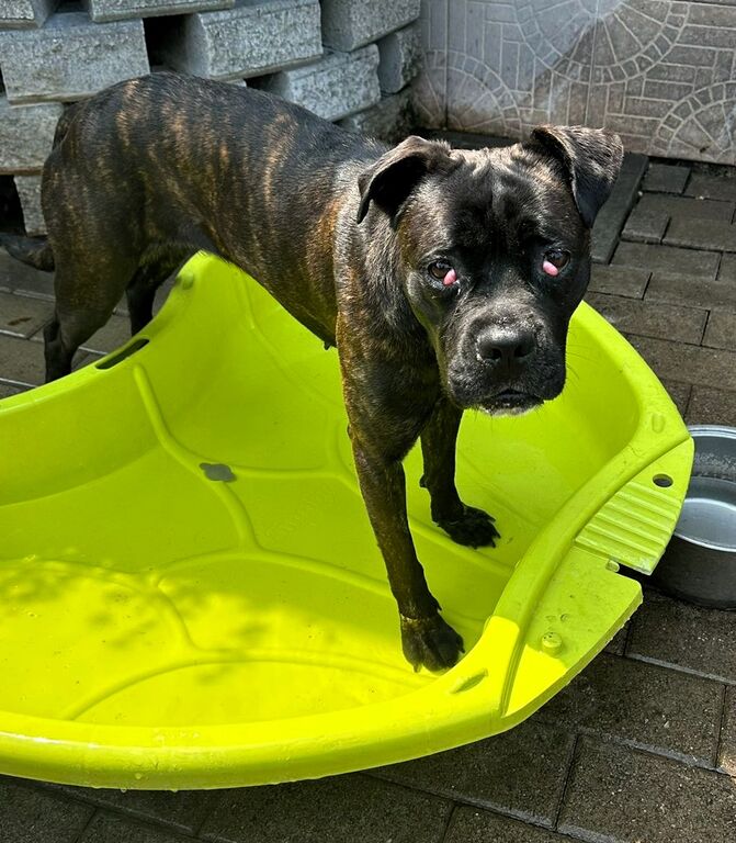 5389184  in regalo CANE METICCIO