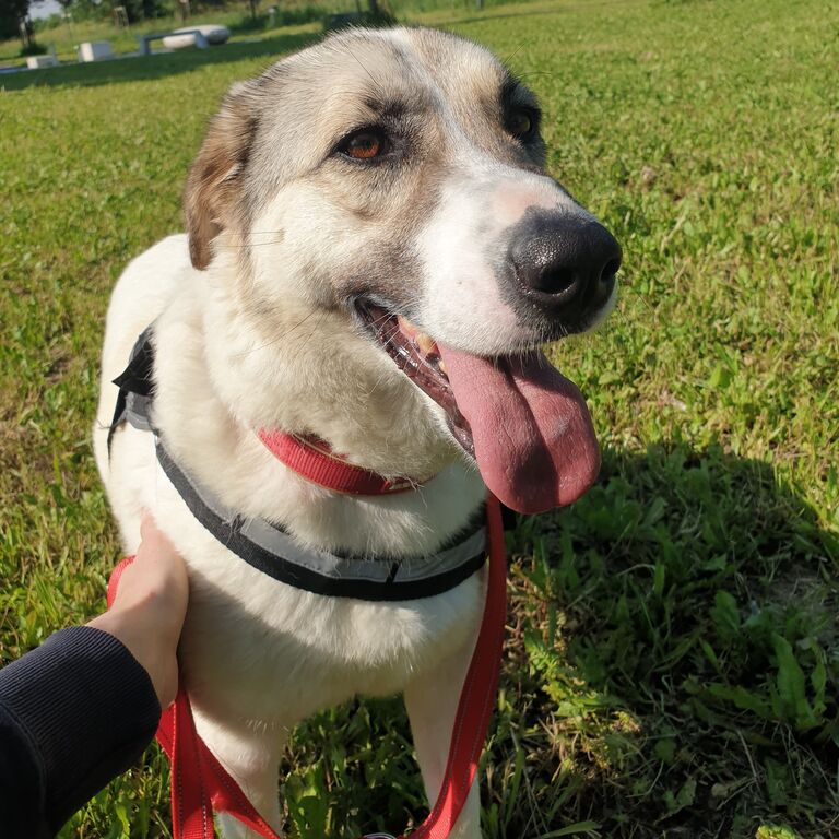 5389708  in regalo CAGNOLINA METICCIA