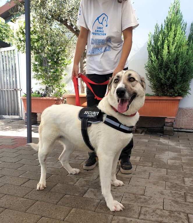 5389710  in regalo CAGNOLINA METICCIA