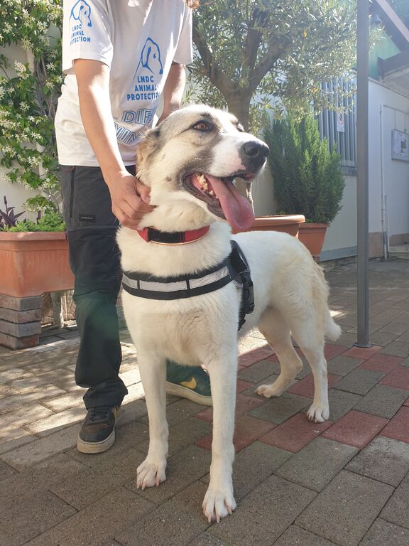 5389711  in regalo CAGNOLINA METICCIA