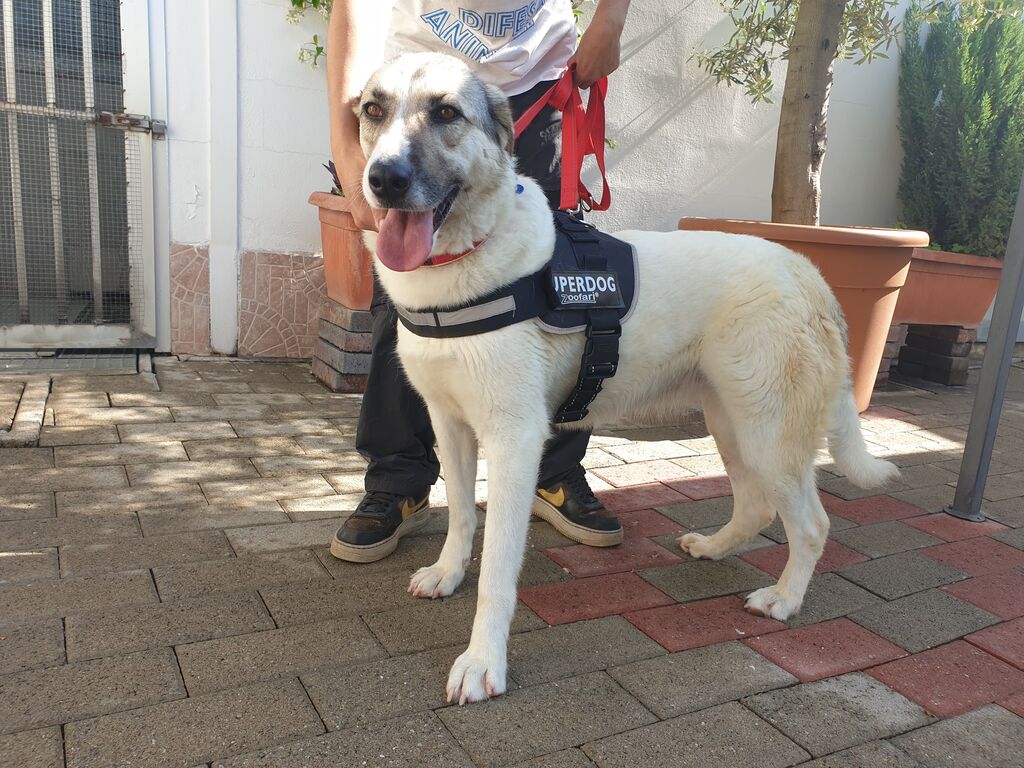 5389712  in regalo CAGNOLINA METICCIA
