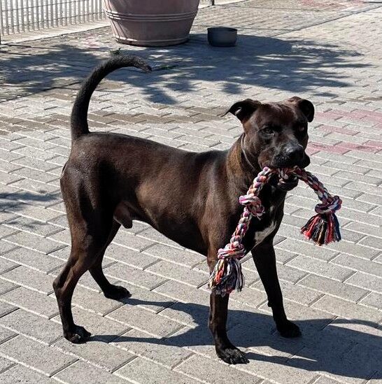 5389784  in regalo CANE METICCIO
