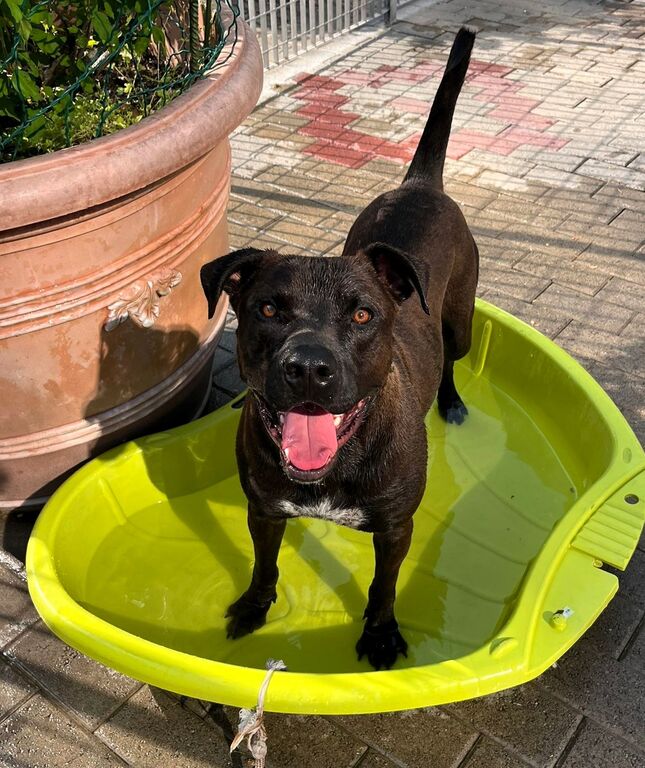 5389785  in regalo CANE METICCIO