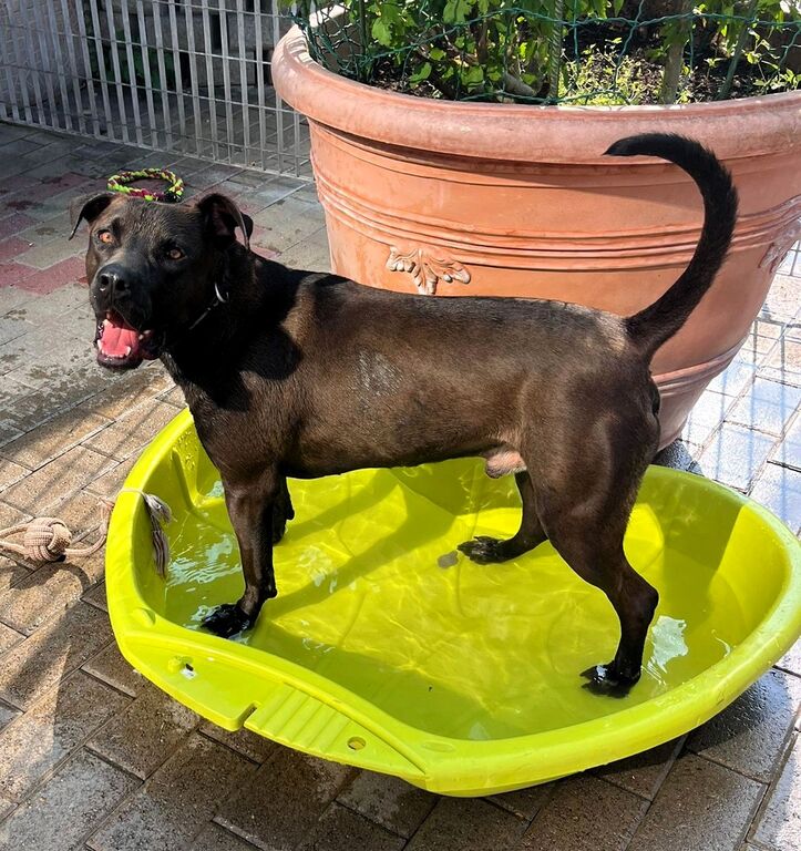 5389786  in regalo CANE METICCIO