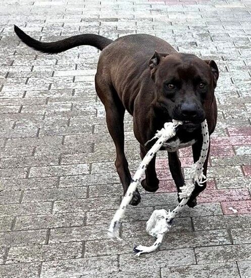 5389787  in regalo CANE METICCIO