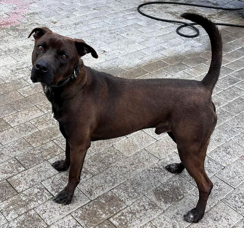 5389788  in regalo CANE METICCIO