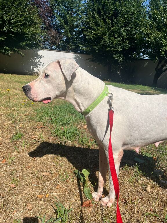 5392459  in regalo CAGNOLINA DOGO