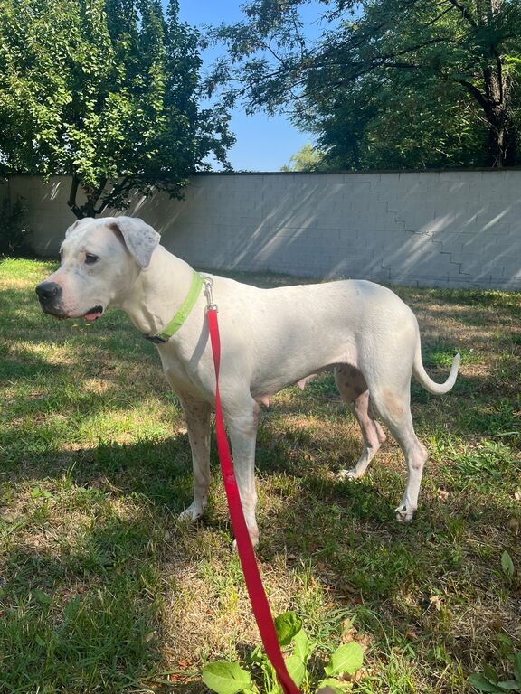 5392461  in regalo CAGNOLINA DOGO