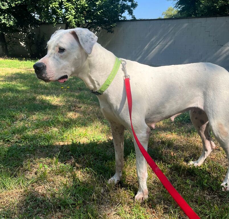 5392462  in regalo CAGNOLINA DOGO