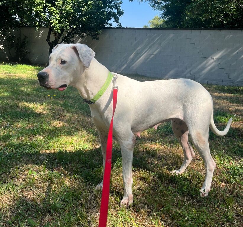 5392463  in regalo CAGNOLINA DOGO