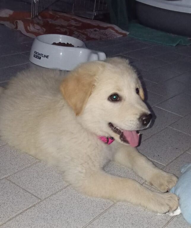 5395268  in regalo Cuccioli 3 mesi mix