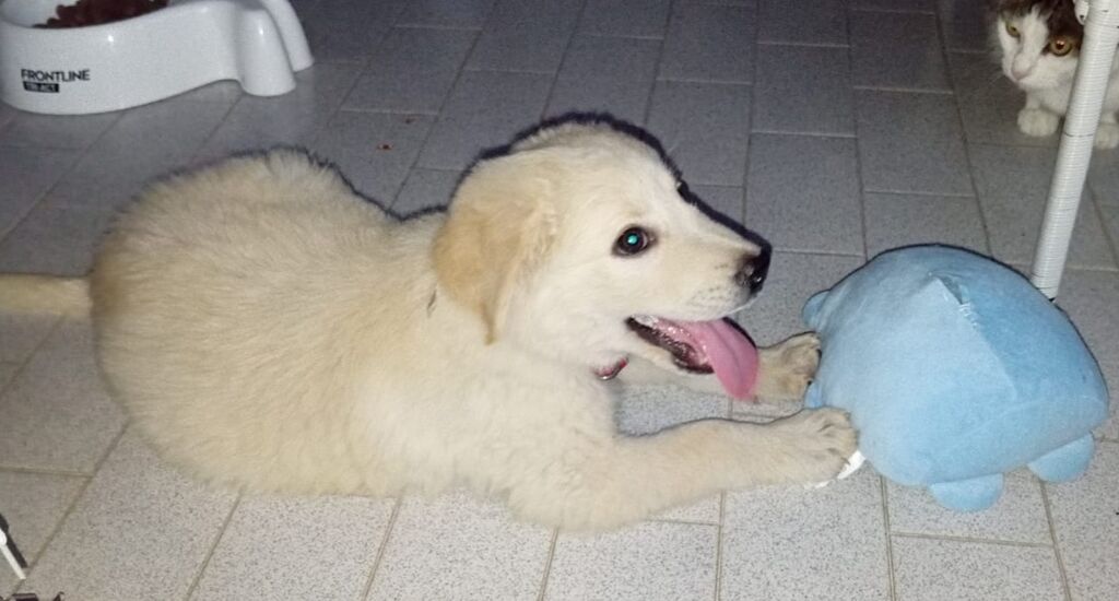 5395269  in regalo Cuccioli 3 mesi mix