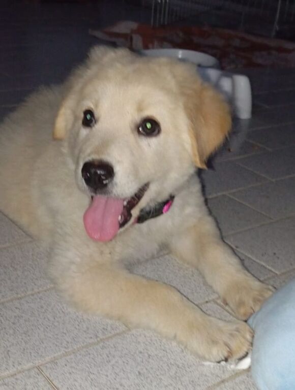 5395270  in regalo Cuccioli 3 mesi mix
