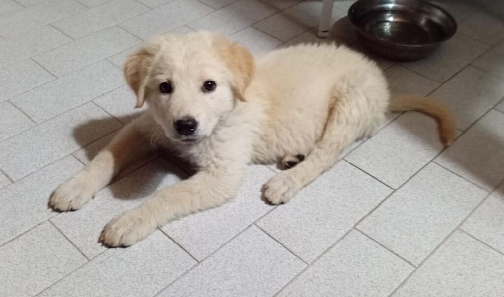 5395271  in regalo Cuccioli 3 mesi mix