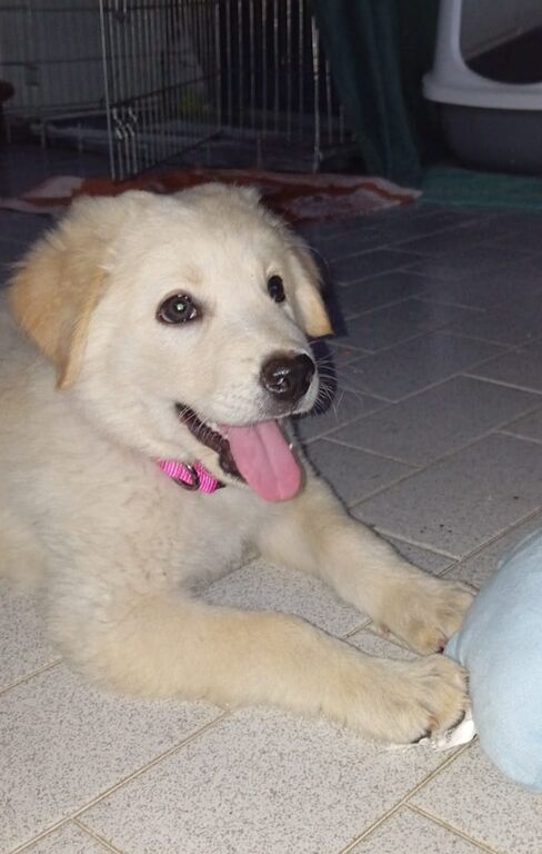 5395272  in regalo Cuccioli 3 mesi mix