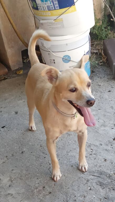 5398239  in regalo SPRITZ simil Pinscher