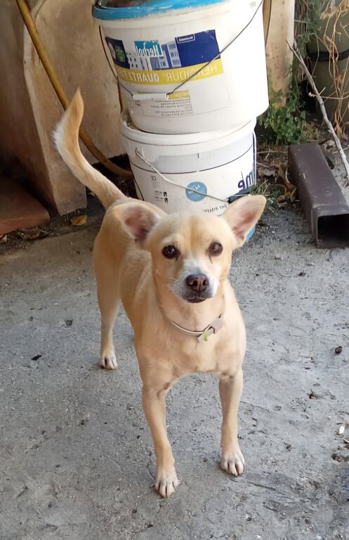 5398241  in regalo SPRITZ simil Pinscher