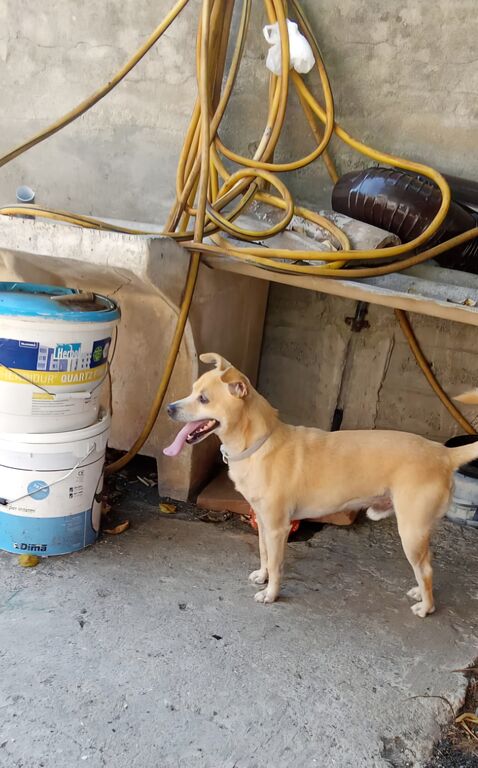5398242  in regalo SPRITZ simil Pinscher