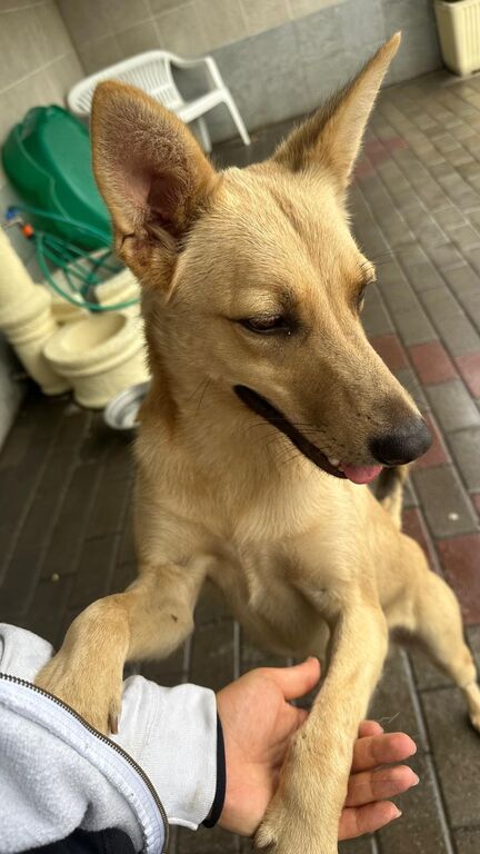 5399044  in regalo CANE METICCIO