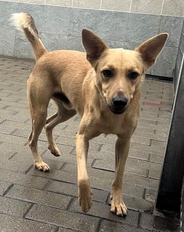 5399045  in regalo CANE METICCIO