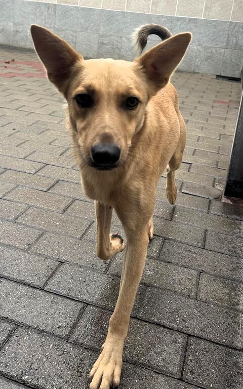 5399046  in regalo CANE METICCIO