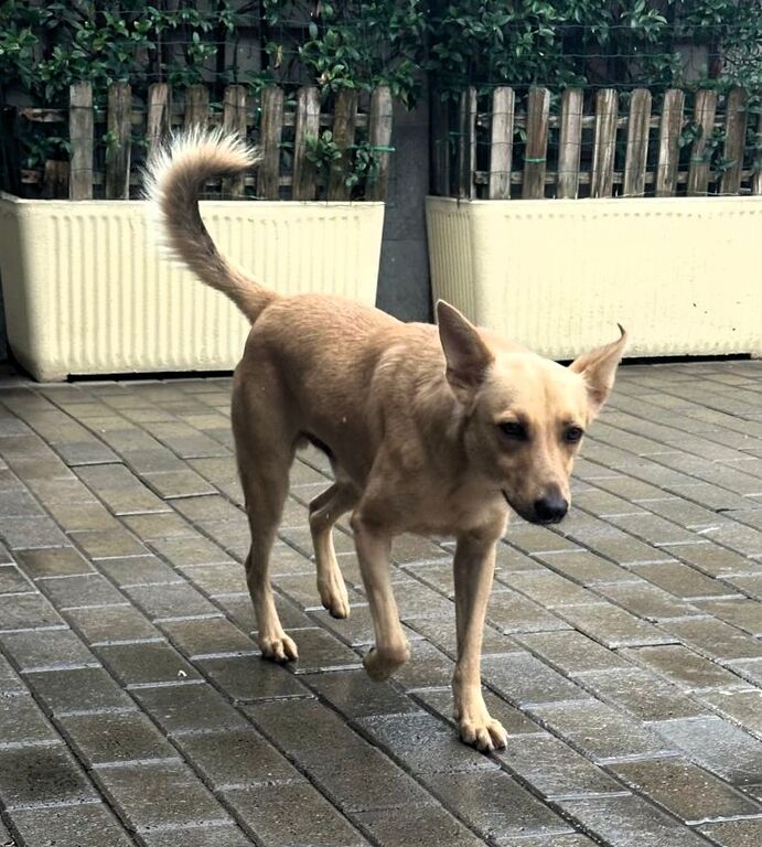 5399047  in regalo CANE METICCIO
