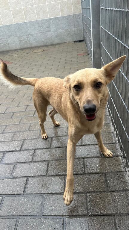 5399048  in regalo CANE METICCIO