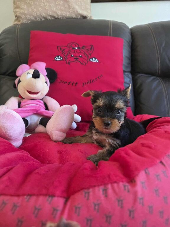 5399422  in regalo chiot yorshire