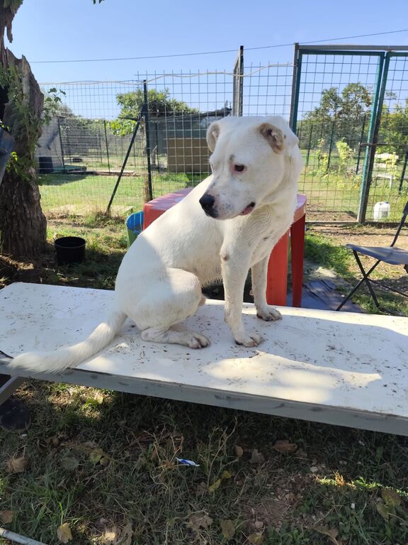 5400406  in regalo SIMBA pitbull
