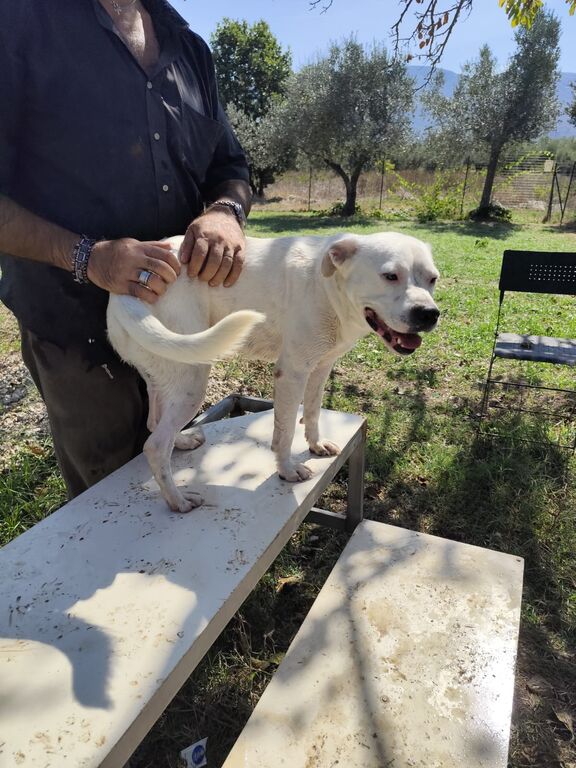 5400407  in regalo SIMBA pitbull