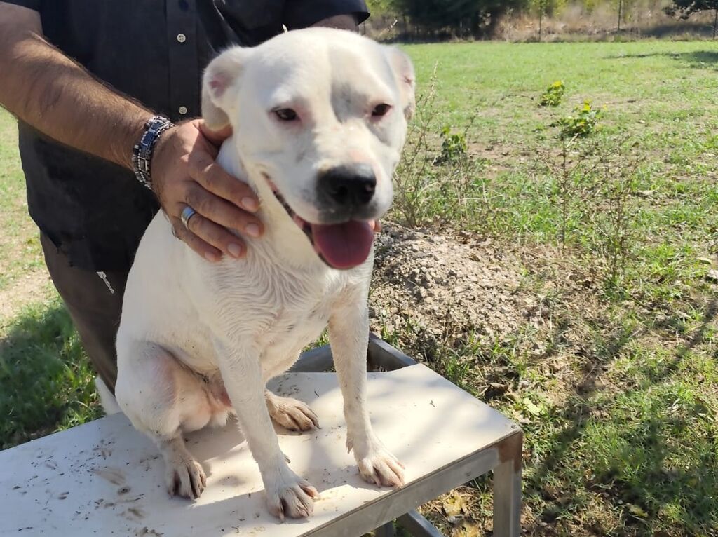 5400408  in regalo SIMBA pitbull