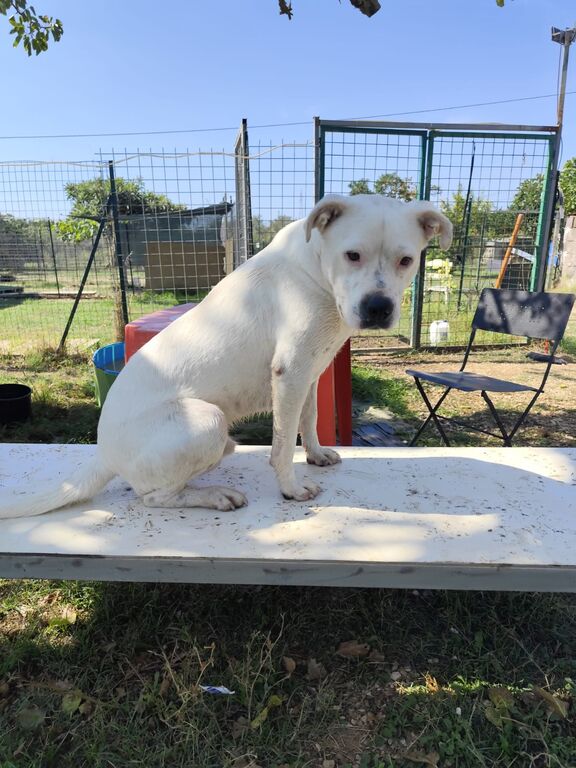 5400409  in regalo SIMBA pitbull