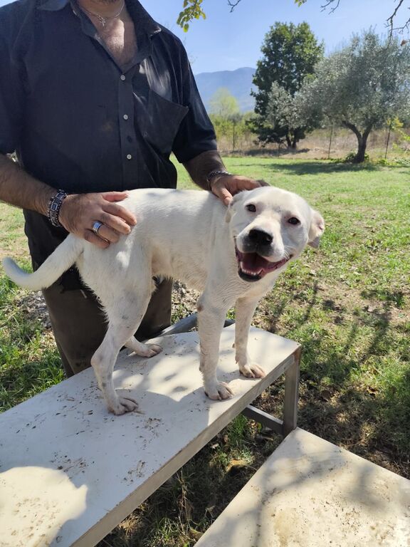 5400410  in regalo SIMBA pitbull