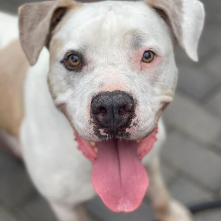 5401776  in regalo CANE METICCIO
