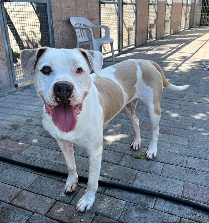 5401777  in regalo CANE METICCIO