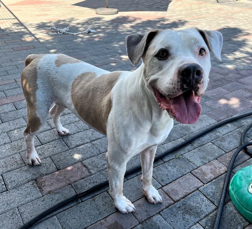 5401778  in regalo CANE METICCIO