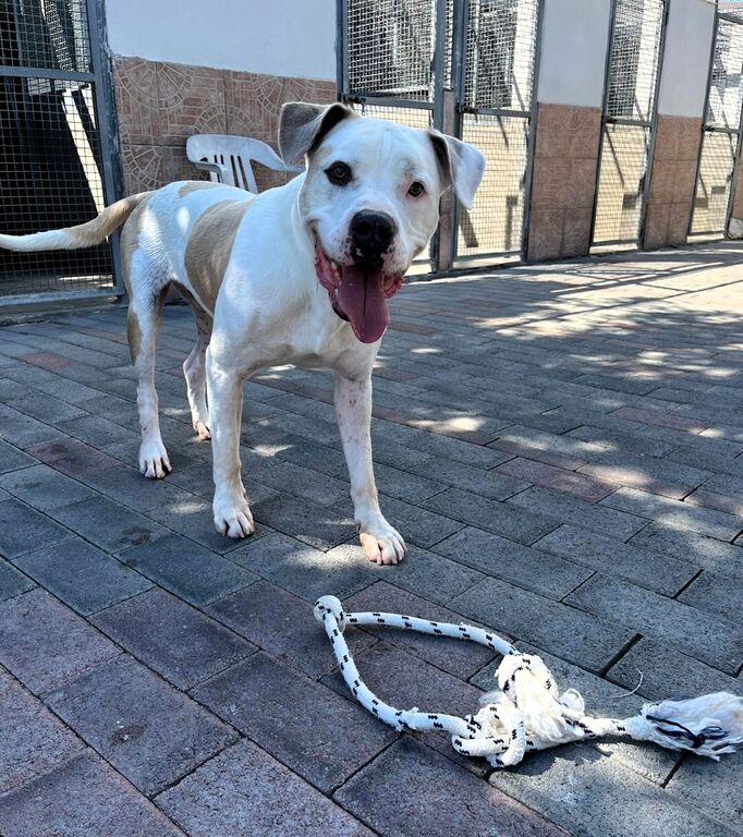 5401779  in regalo CANE METICCIO