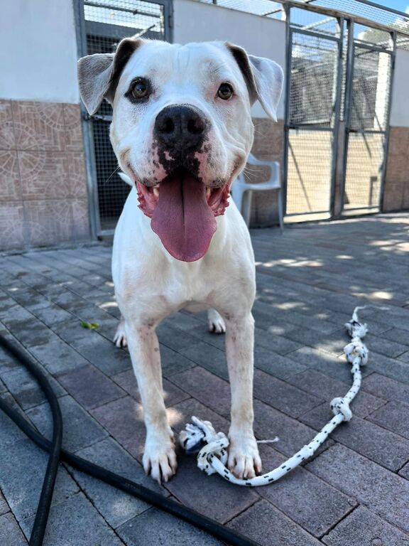5401780  in regalo CANE METICCIO