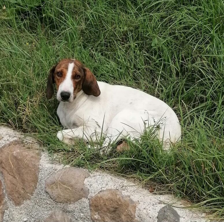 5401986  in regalo BELLA segugia