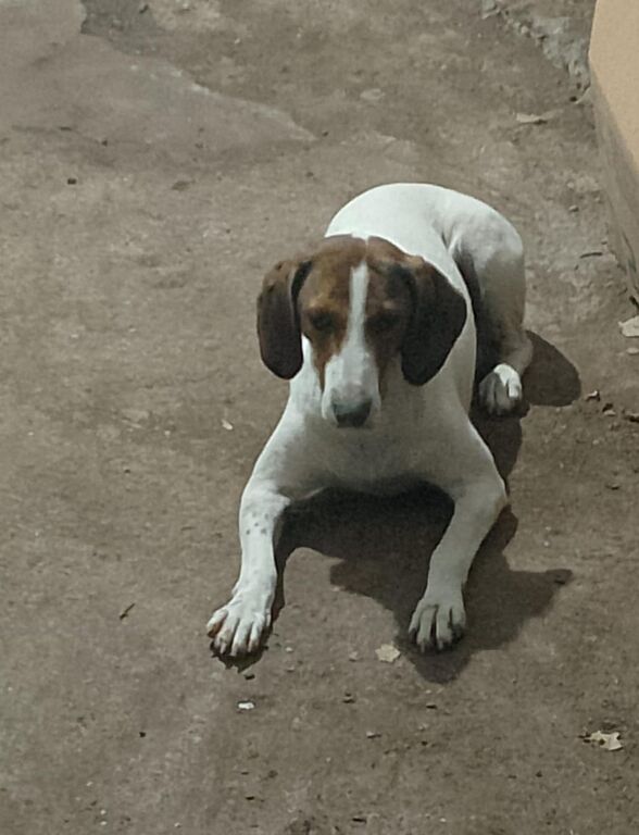 5401987  in regalo BELLA segugia