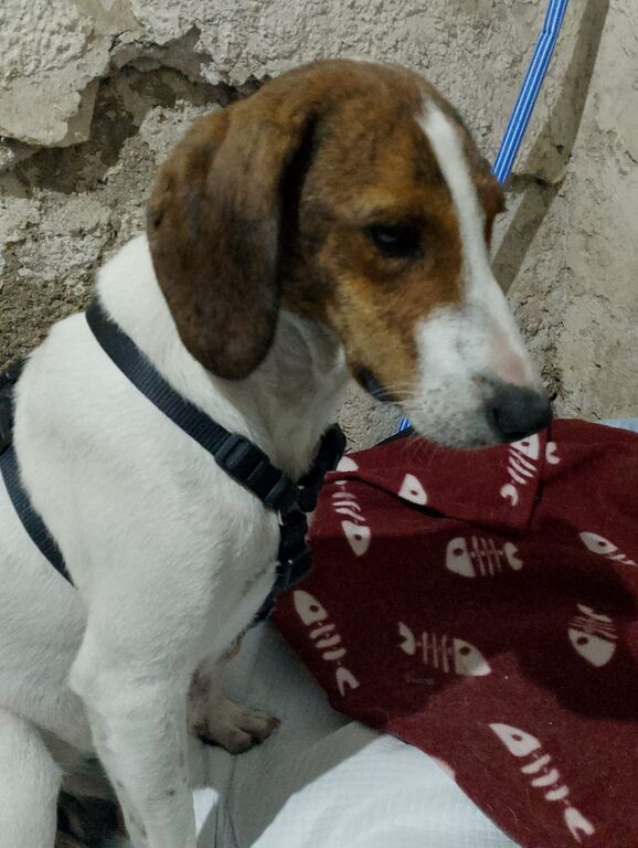 5401988  in regalo BELLA segugia