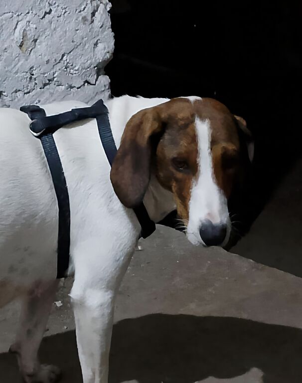 5401990  in regalo BELLA segugia