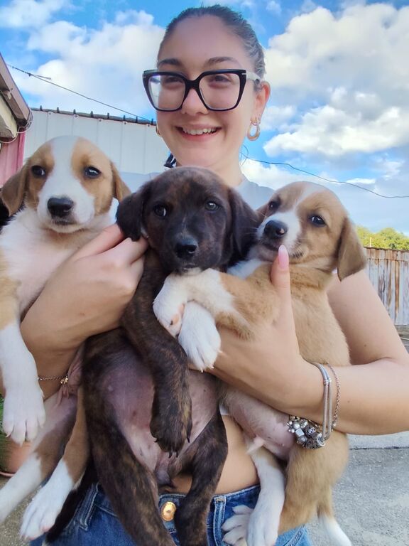 5402463  in regalo cuccioli di 2 mesi e