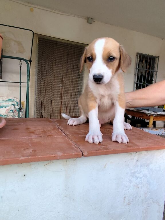 5402464  in regalo cuccioli di 2 mesi e