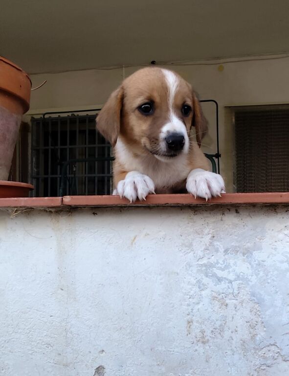 5402465  in regalo cuccioli di 2 mesi e