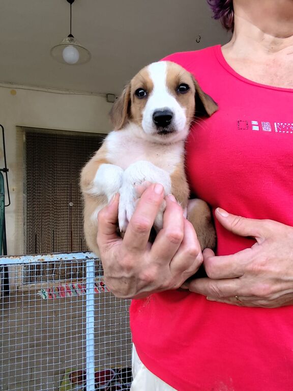 5402466  in regalo cuccioli di 2 mesi e