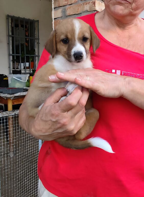 5402467  in regalo cuccioli di 2 mesi e