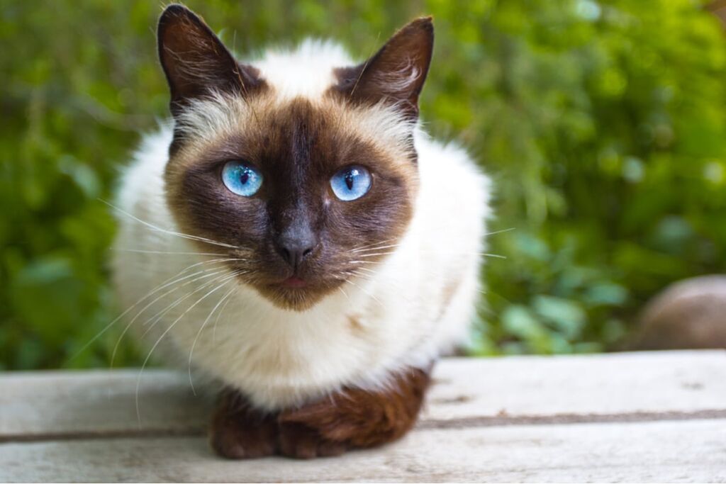 5403655  in regalo gatto siamese